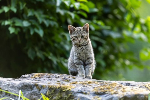 A kitten sits quietly on a stone, surrounded by green foliage in the forest, wildcat (Felis