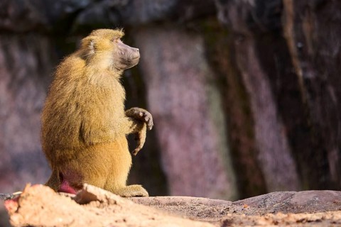 Guinea baboon (Papio papio) sitting on the ground, Bavaria, Germany Europe
