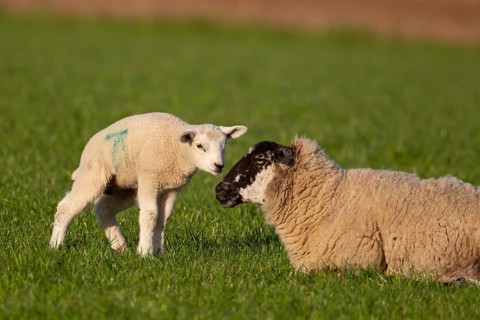 Domestic sheep (Ovis aries) adult ewe farm animal and juvenile baby lamb in a grass field, England,