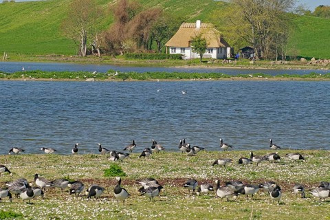Geese in front of a lake and hill, Langeland, Manor Route, Denmark, Europe