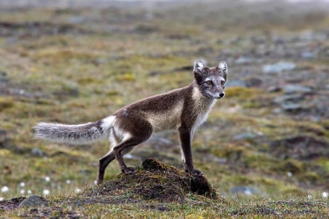 Arctic fox, (Alopex lagopus), summer fur, biotope, foraging Svalbard Spitsbergen, Norway, Europe
