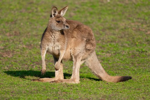 Giant kangaroo (Macropus fuliginosus) stands in a meadow and looks attentively, Germany, Europe