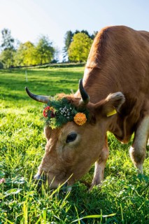Cow decorated with flowers, cattle drive, Münstertal, Southern Black Forest, Black Forest,