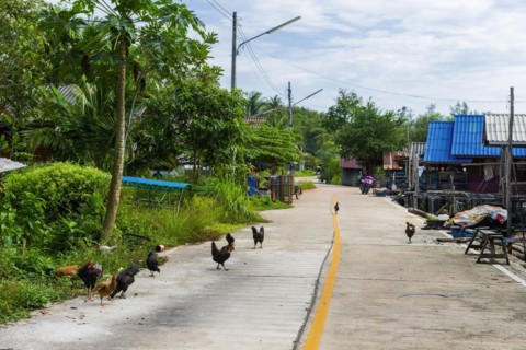 Street scene with chickens on Koh Yai Noi, chickens, free, wild, free running, street, empty,