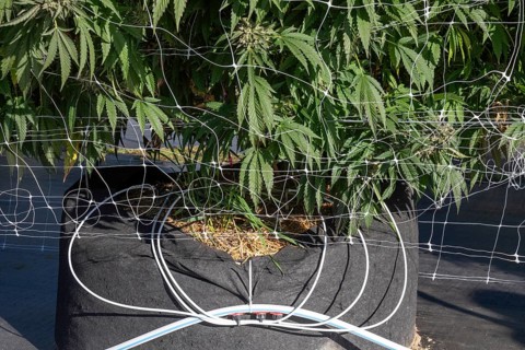 Paw Paw, Michigan, Irrigation tubes for one plant at Grasshopper Farms, a large outdoor cannabis