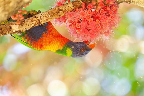Rainbow lorikeet eating flowers of a sub-tropical rainforest tree Syzygium moorei or Coolamon tree