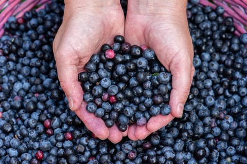 Fruit of the european blueberry (Vaccinium myrtillus), blueberry, harvest, Oldenburger