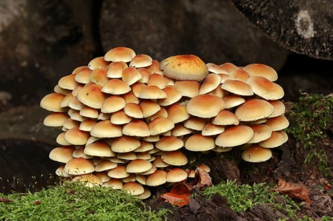 Sulphur tuft (Hypholoma fasciculare), North Rhine-Westphalia, Germany, Europe
