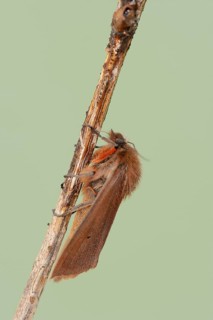Cinnamon bear or ruby tiger (Phragmatobia fuliginosa), North Rhine-Westphalia, Germany, Europe