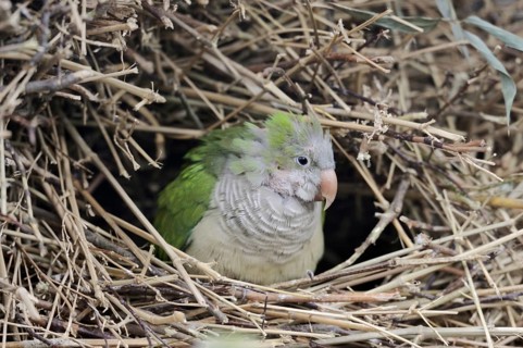 Monk parakeet (Myiopsitta monachus) in nest, captive, occurrence in South America
