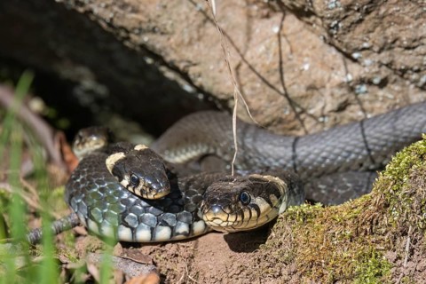 Group of Grass snakes (Natrix natrix) basking in the sun by a rock at springtime