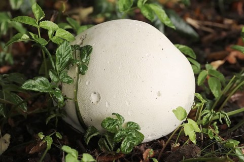 Giant puffball (Langermannia gigantea, Calvatia gigantea), North Rhine-Westphalia, Germany, Europe