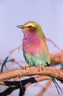 Africa, Botswana, Fork-tailed Roller, Coracias caudatus, Botswana, Africa