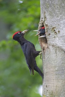 A black woodpecker feeding its young at the breeding den, (Dryocopus martius), Federal Republic of