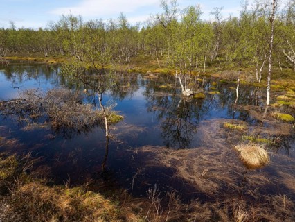 Bogland, with Hairy Birch (Betula pubescens) trees, beside Pokka, May, Finnish Lapland