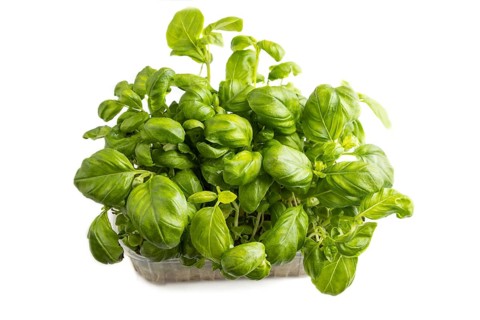 Plastic box with microgreen sprouts of basil isolated on white background. Side view, close up