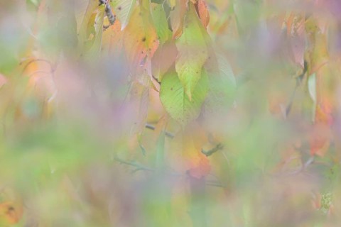 Colourful autumn leaves, wild cherry (Prunus avium), impressionistic, Moselle,