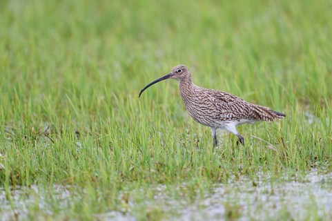 Eurasian curlew (Numenius arquata), Lower Saxony, Germany, Europe