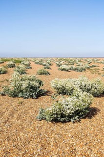 plant, Sea Kale (Crambe maritima), in flower on beach at Shingle Street, Suffolk, England, UK