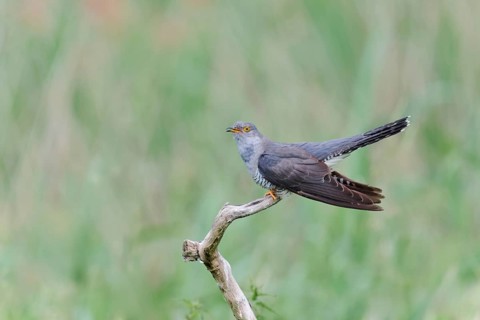 Common cuckoo (Cuculus canorus) male, Lower Saxony, Germany, Europe