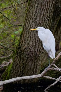 Great egret (Ardea alba), Lower Saxony, Germany, Europe