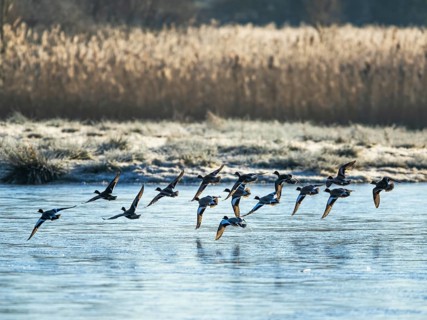 Eurasian Wigeon, Mareca penelope, birds in flight over marshes at winter
