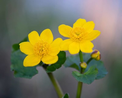 Marsh marigold in wet meadow, Duemmer See, Lembruch, Lower Saxony, Germany, Europe