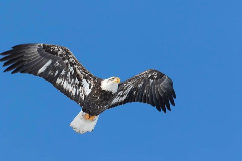 Juvenile bald eagle (Haliaeetus leucocephalus) flying under a blue sky. Region of Lanaudiere.