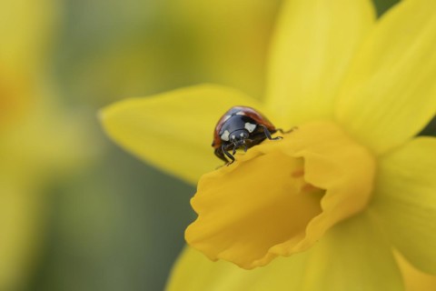 Seven-spot ladybird (Coccinella septempunctata) adult insect on a Daffodil flower in springtime,