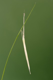 Pink Winged Stick Insect or Winged Stick Insect (Sipyloidea chlorotica, Sipyloidea sipylus), nymph,