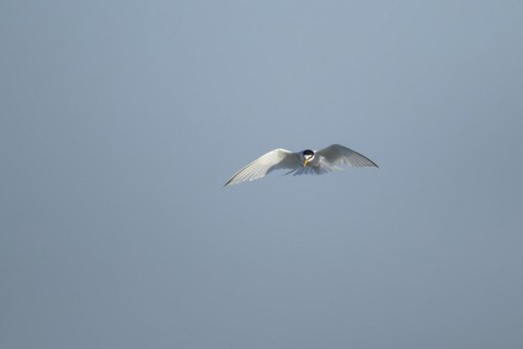 Little tern (Sternula albifrons) adult bird hovering in flight, Suffolk, England, United Kingdom,