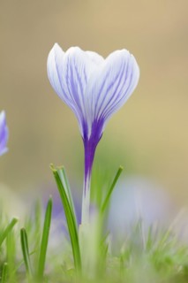Flowering crocus (Crocus spec.) in spring, North Rhine-Westphalia, Germany, Europe