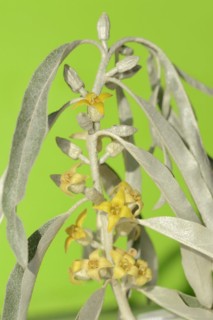 Narrow-leaved willow (Elaeagnus angustifolia), flowers and leaves, Provence, southern France