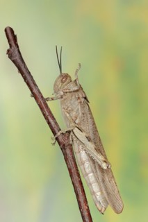 Egyptian locust (Anacridium aegyptium), Camargue, Provence, southern France