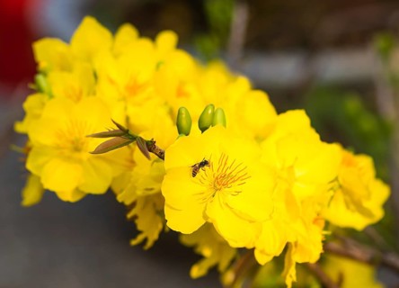 Flowering branch of yellow apricot with young leaves, Vietnam, Asia