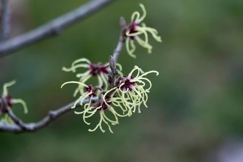 Witch-hazel (Hamamelis), February, Germany, Europe
