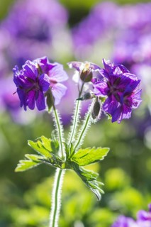 Blooming geraniums in the garden in summer