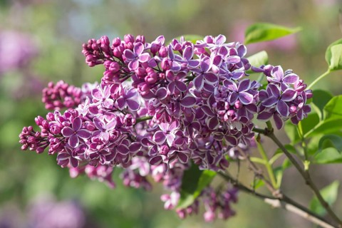 Blooming lilac in the botanical garden in spring