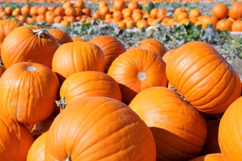 Pumpkins, pumpkin patch