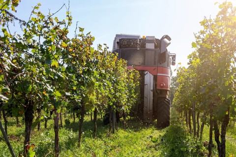 Harvest of Sankt Laurent red wine grapes in the Palatinate