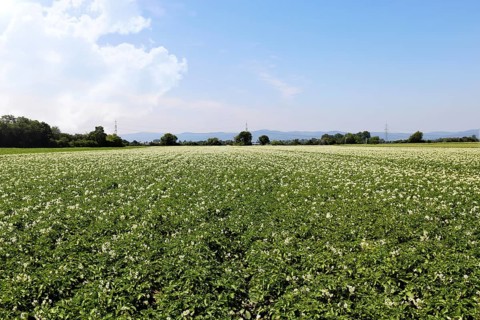 Flowering potato field near Mutterstadt, Rhineland-Palatinate
