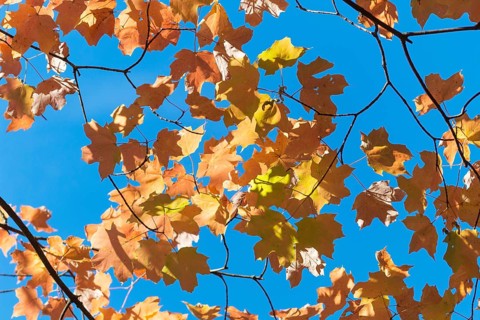 Autumn maple leaves in botanical garden on a sunny day
