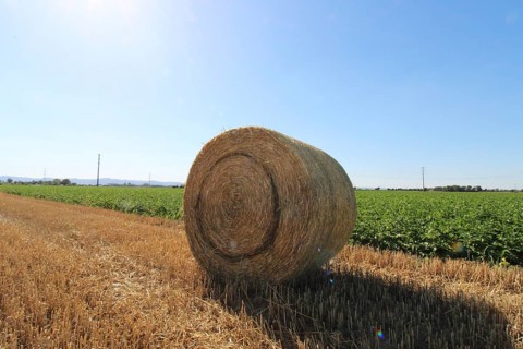Straw pressed into round bales on a harvested wheat field in the evening sun (Mutterstadt,