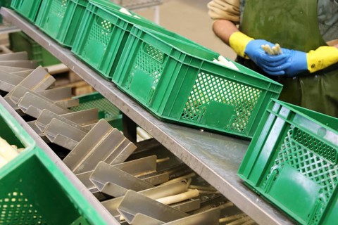 Agriculture asparagus washing and sorting with washing machine and sorting machine on a farm in