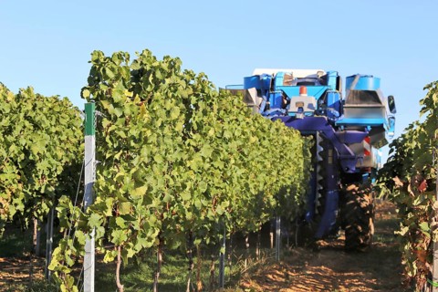 Grape grape harvest with full harvester in the district of Bad Dürkheim, Rhineland-Palatinate