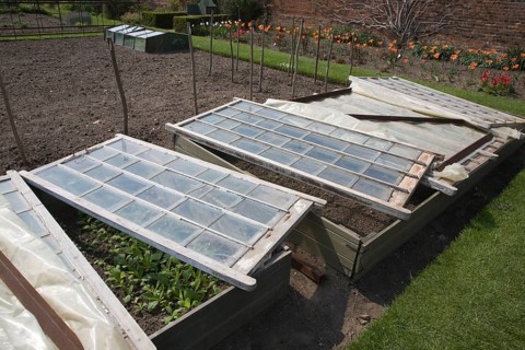 Plants being grown in glass cold frame