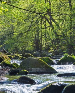 A clear forest river with lush green foliage and sunlight shining through the trees, Bode valley