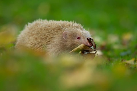 European hedgehog (Erinaceus europaeus) adult albino animal walking in a woodland, Suffolk,