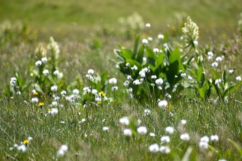 Cotton grass (Eriophorum) and white brome (Veratrum album) on the plateau of the Etrachböden,