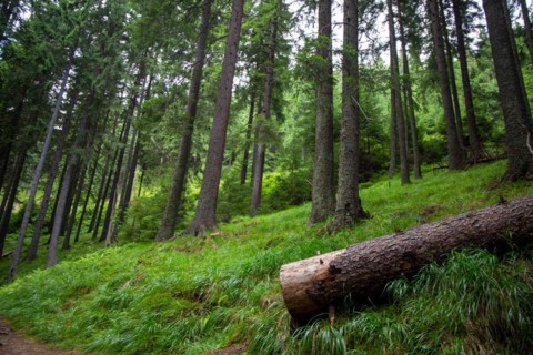 Transylvania, Romania: Dense forest in the Carpathians. In recent years, this natural area has also